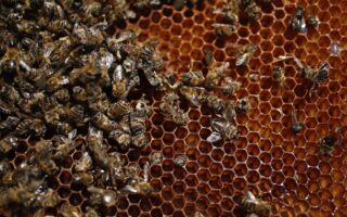 Greece among several EU exporters of ‘bee killer’
