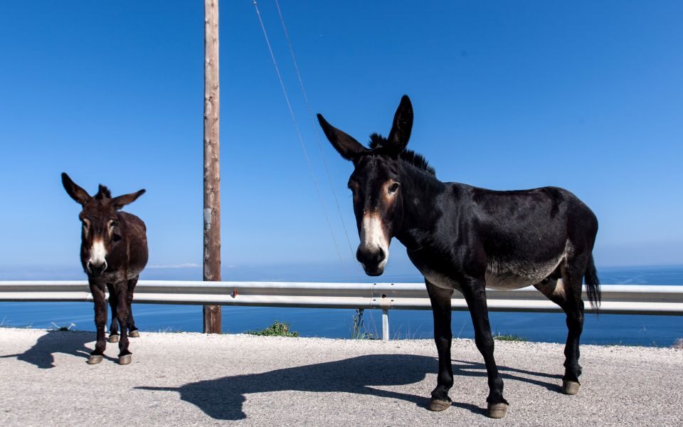 Karpathos: Donkeys rescued from remote beach