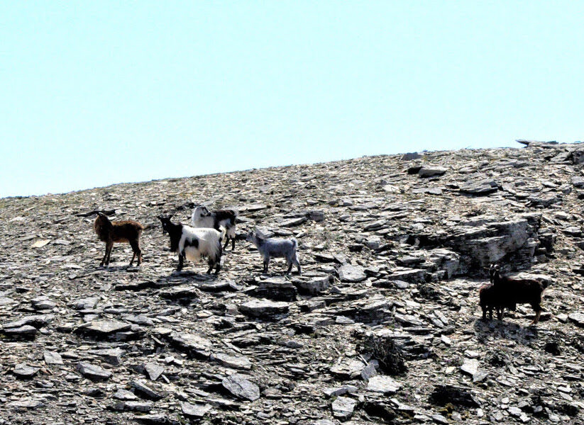 Aegean islets at the mercy of goats