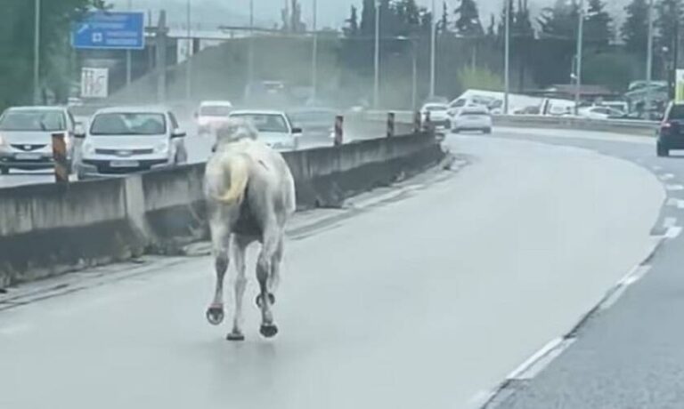 Fugitive horses cause chaos on Thessaloniki highway
