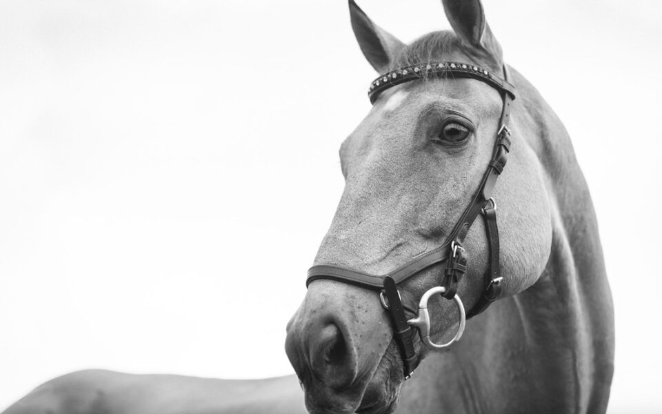 Prosecutor intervenes over Corfu carriage horse death