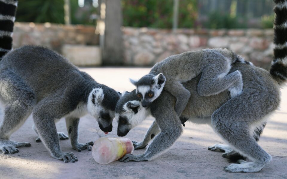 Lemurs cool off with fruit popsicles amid heatwave