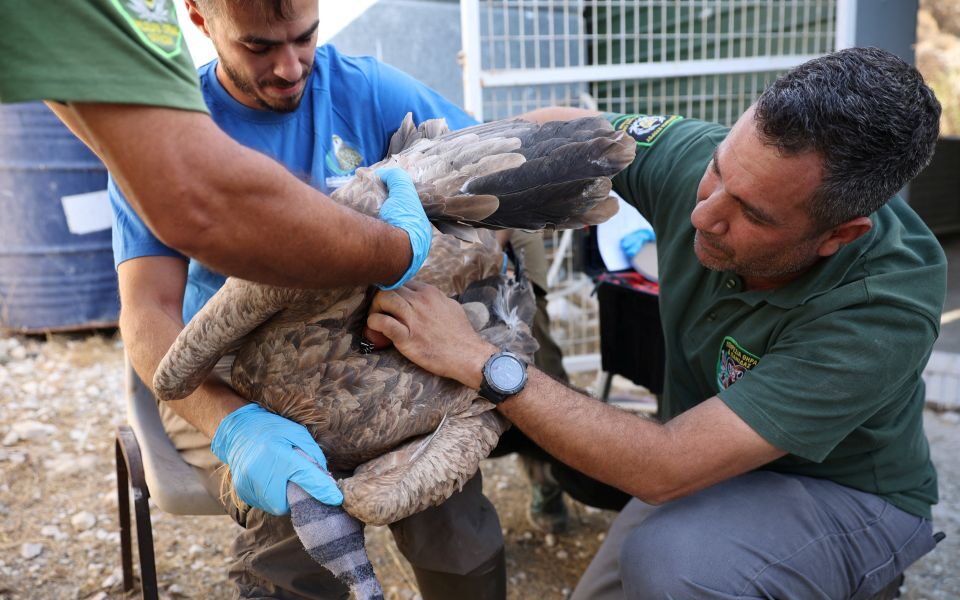 Cyprus releases endangered vultures to boost population