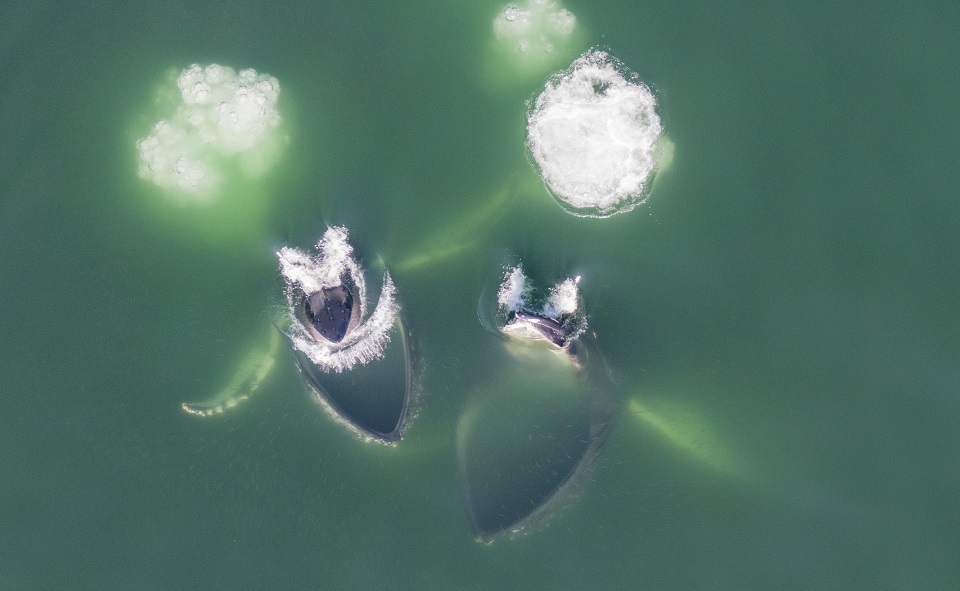 Whales, from above