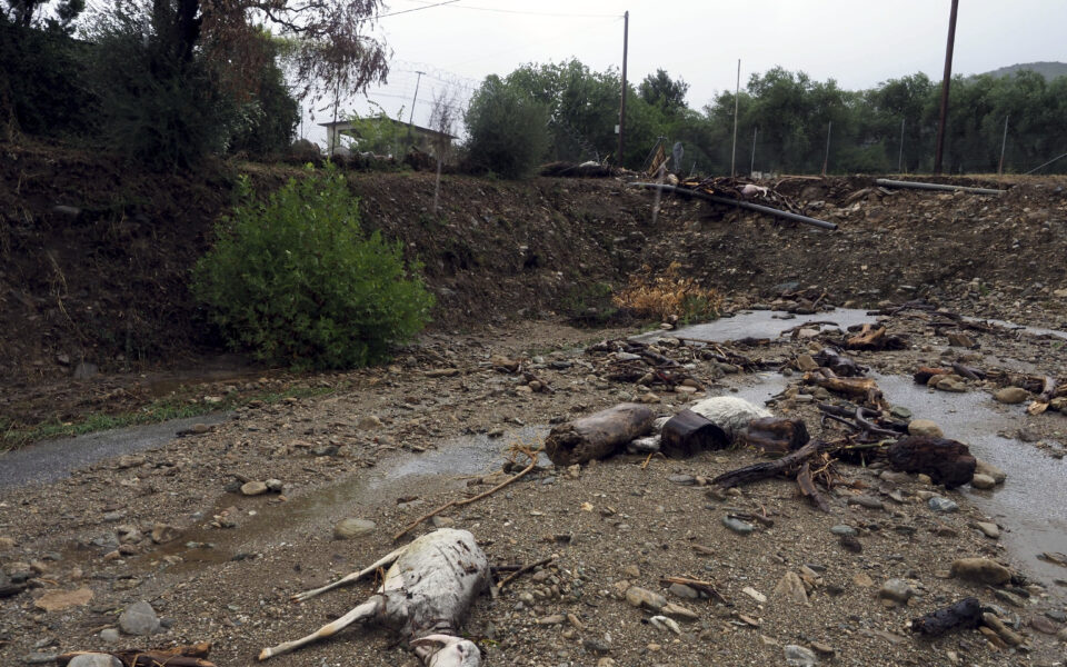 Most drowned farm animals have been removed in Thessaly, says minister