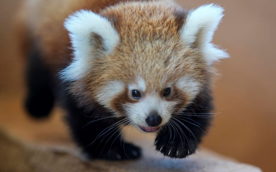 Baby red panda arrives at Athens zoo