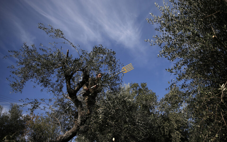 Cretan farmers combat rising olive theft with GPS technology