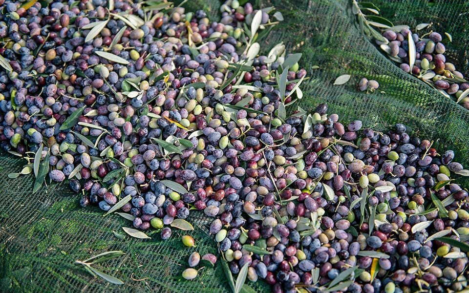 Suspected olive thieves nabbed
