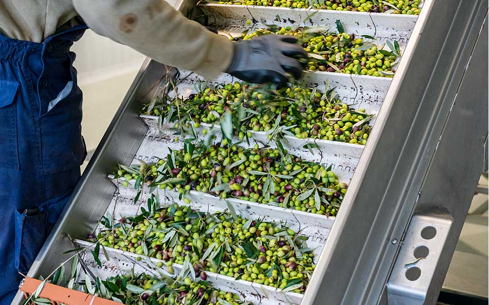 Olive oil production rises, while prices gradually fall image