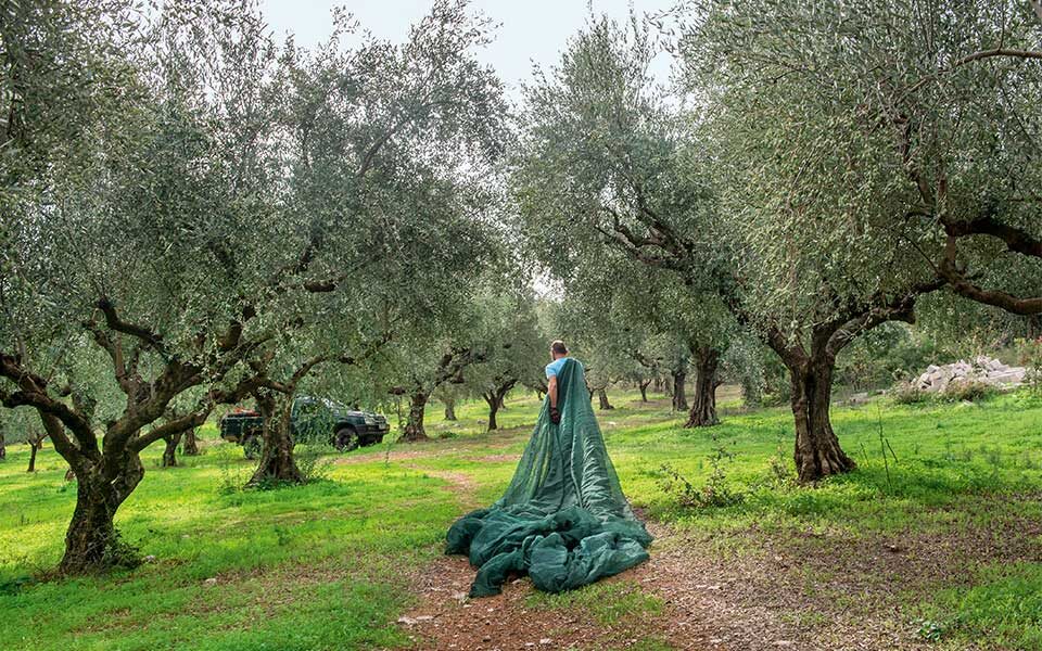 Olive oil: The iconic product of Messinia
