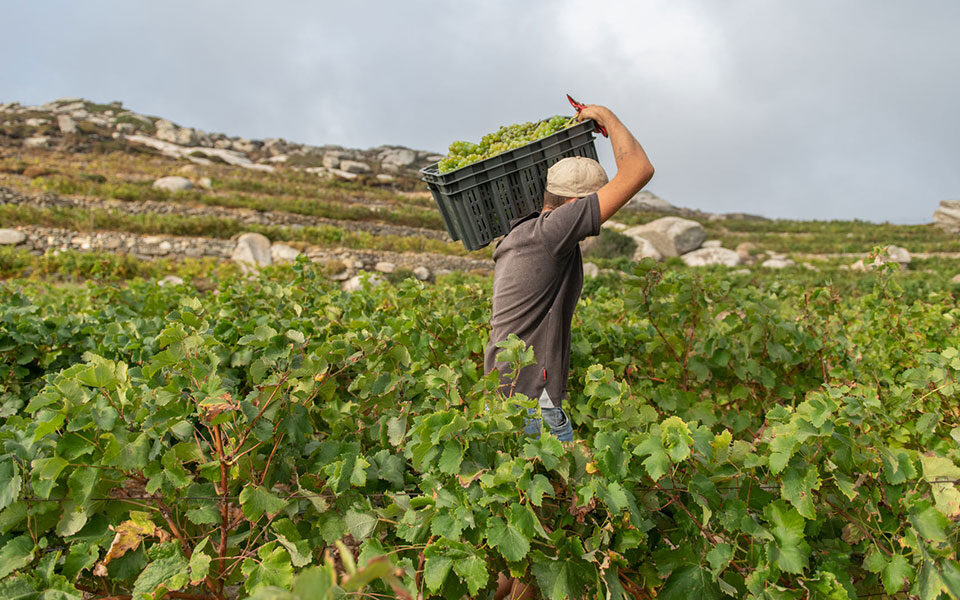 Harvest fever: The diary of a vineyard worker