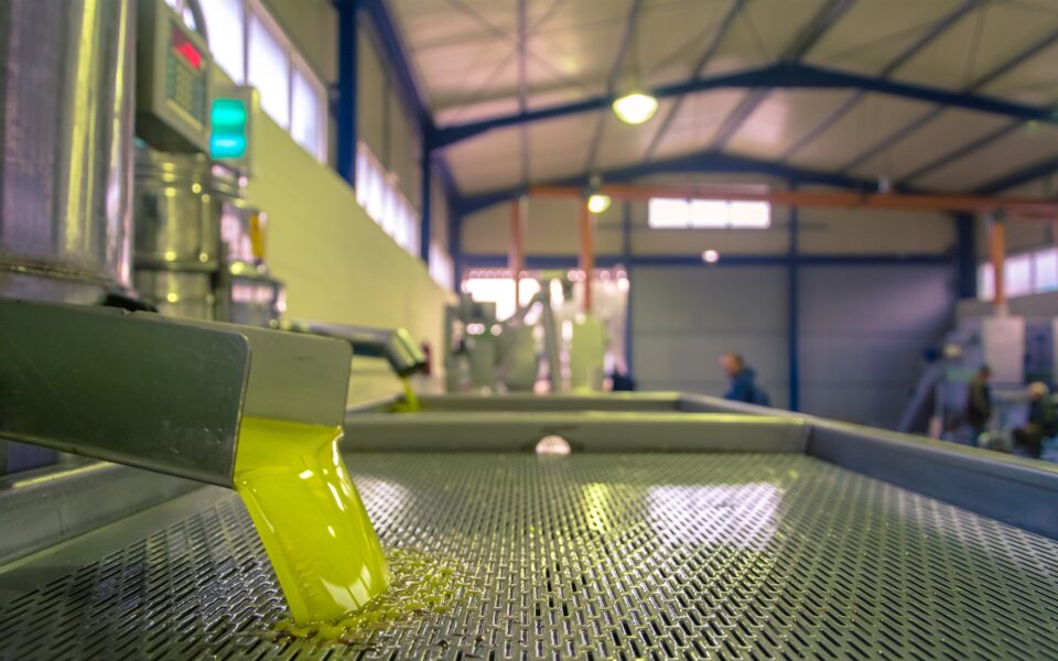 Sharp decline in olive oil production projected