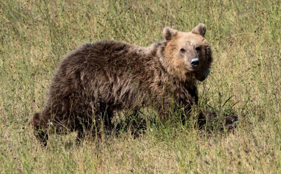 Supreme Court intervenes over bear killings