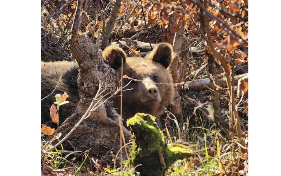 Greeks and Albanians join forces to free trapped bear
