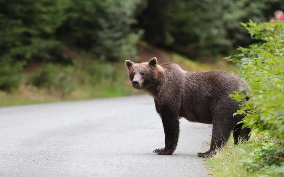 Mother bear with 2 cubs shot dead near Konitsa