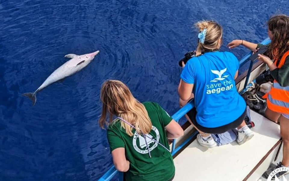 Probe ordered into death of four dolphins in Aegean