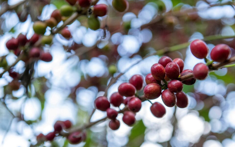 Coffee firms turning away from Africa as EU deforestation law looms