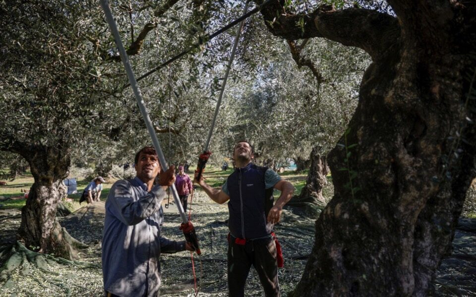 Greek olive growers brace themselves as thieves seek pricey crop