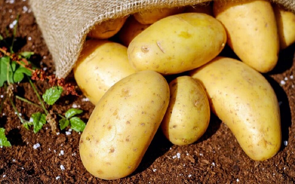 Nicosia seeks Greek help on potato fraud