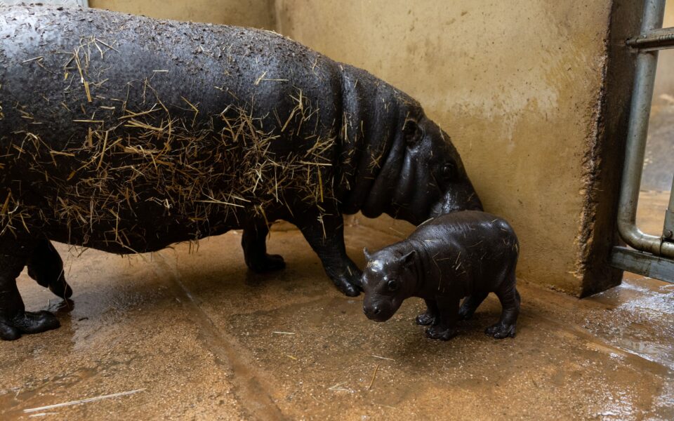 Pygmy hippo: Not only cute, but extremely important