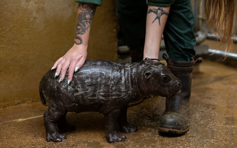 It’s a boy! Athens zoo welcomes birth of rare pygmy hippo