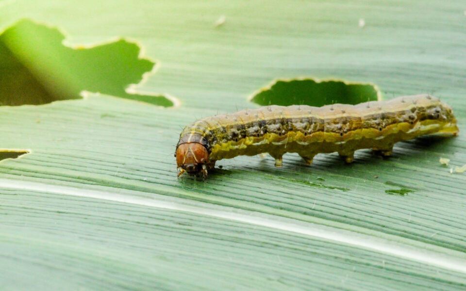 Public urged to be vigilant for fall armyworm