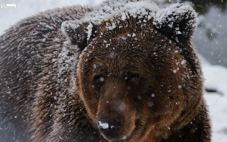 Bear attacks a skier in North Macedonia as mild winters cut their hibernation short