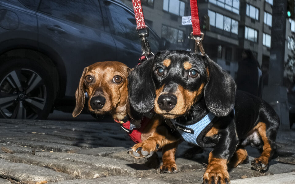 Germany’s beloved dachshund could be threatened under breeding bill