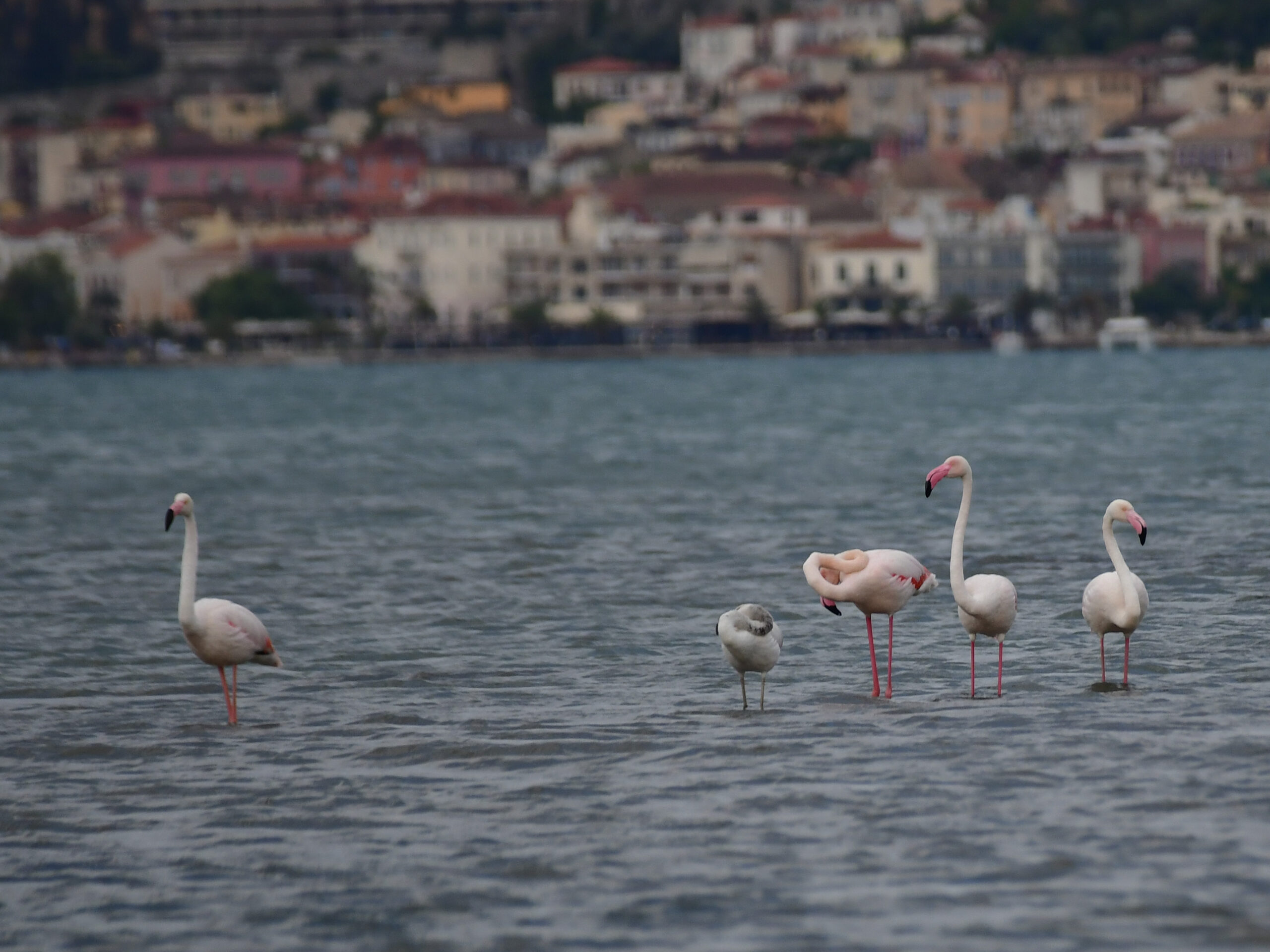 Flamingos make rest stop on long journey image