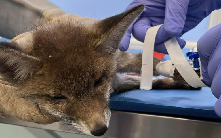Wildlife shelter treats fox hit by car in Halkidiki